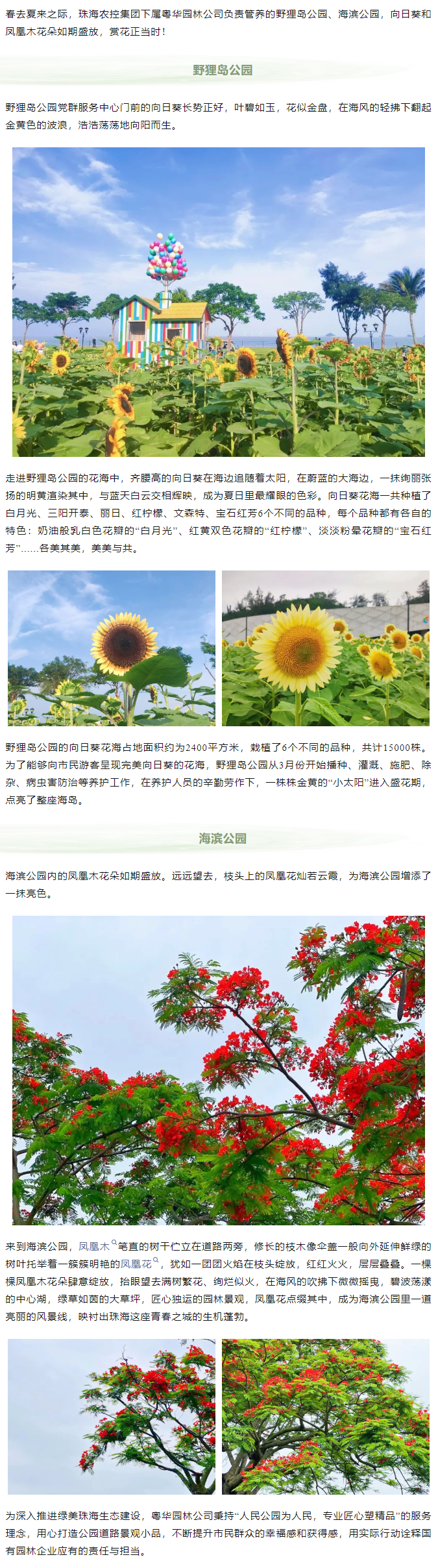 鳳凰花開 向陽而生  走！到市屬公園賞花去.png